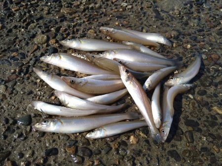 エギングロッドでちょい投げ